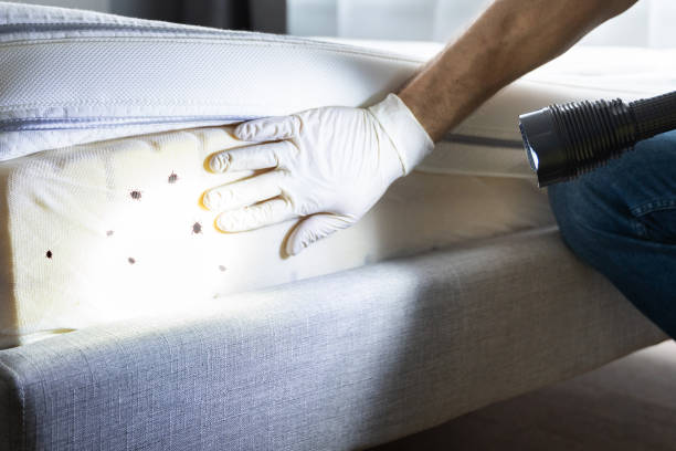 Best Wasp Removal Services  in Oak Island, NC