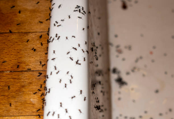 Best Mosquito Control Services  in Oak Island, NC