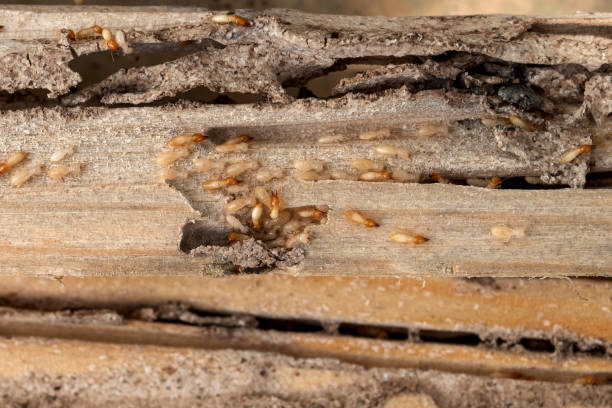 Best Pest Prevention Services  in Oak Island, NC